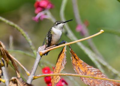 Hummingbirds