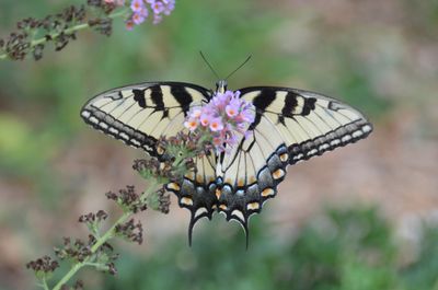 Butterflies