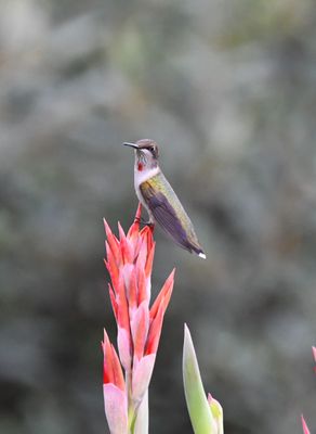 Hummingbirds