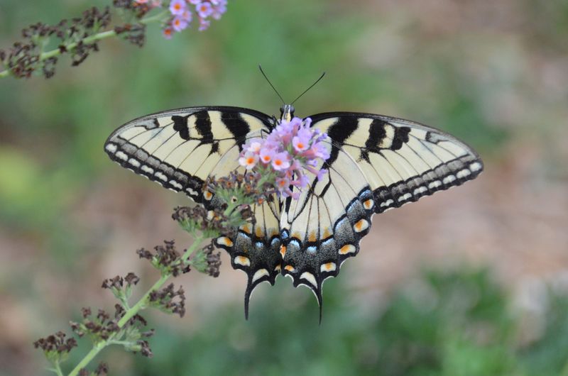 Butterflies