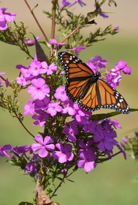 Butterflies