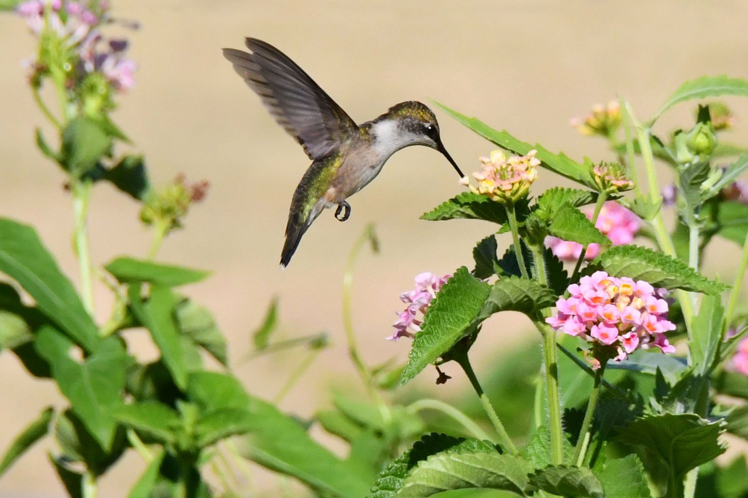 Feeling Nostalgic - Archival Hummingbird Print