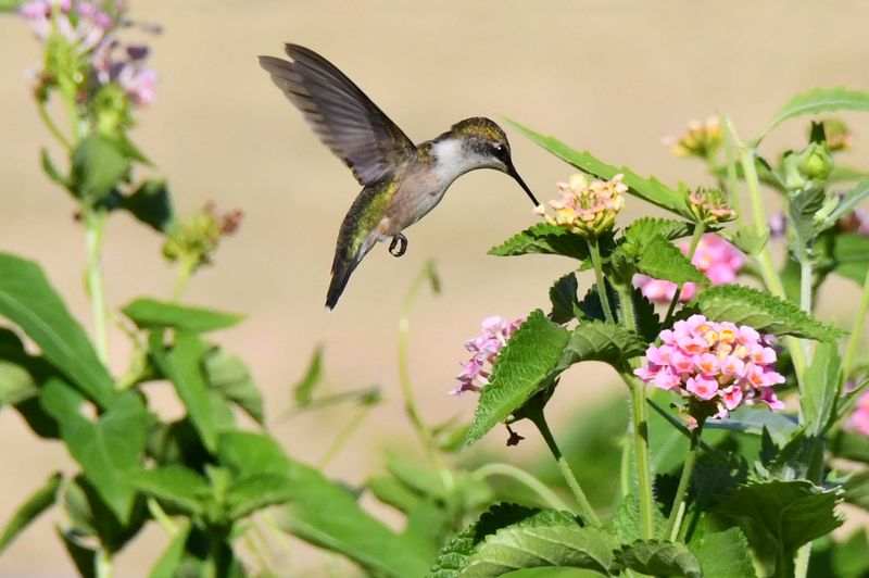 Feeling Nostalgic - Archival Hummingbird Print