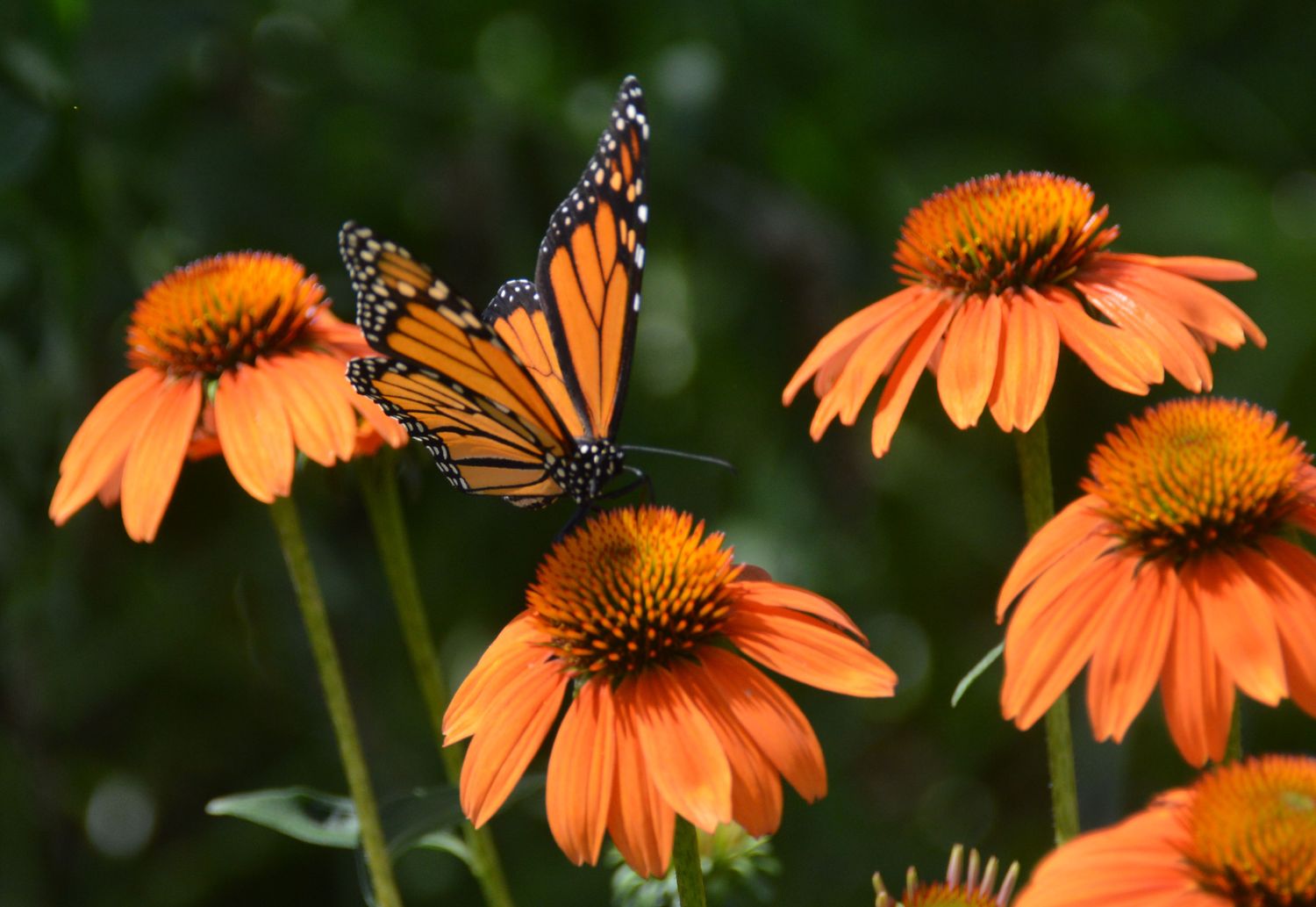 Monarchs - Horizontal - 2 Variations