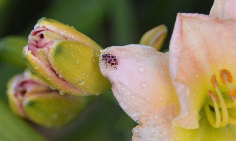 Ladybug on Pink Daylily