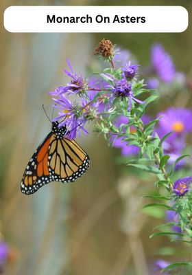 Monarchs -6 Variations