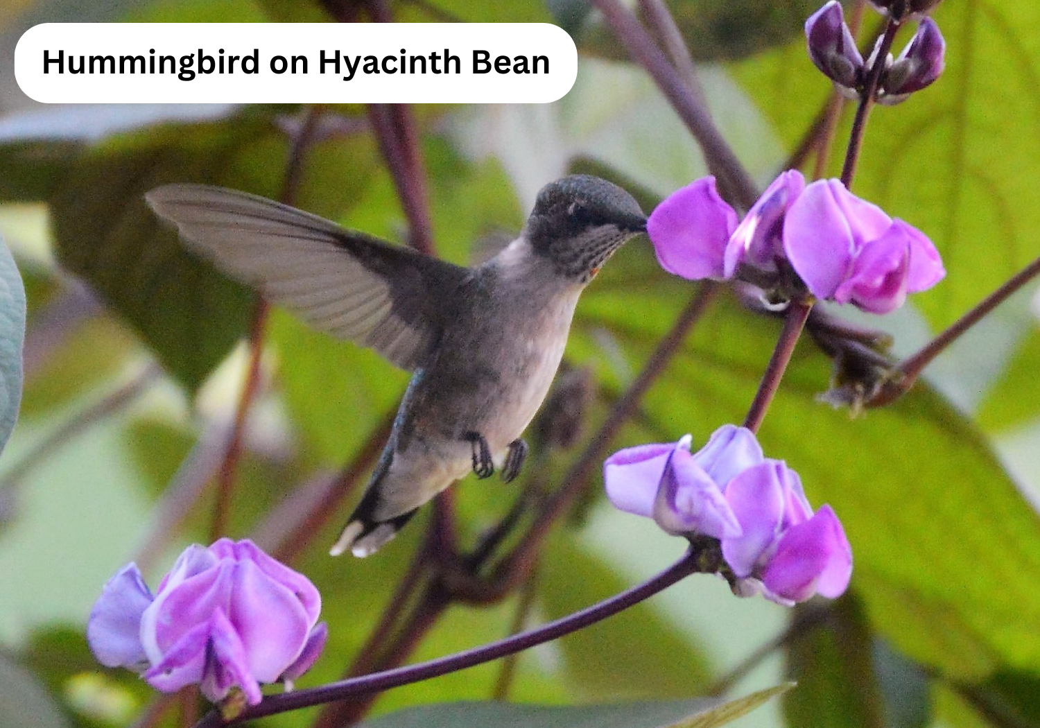 Hummingbirds - 3 Variations