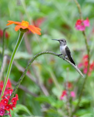 Hummingbird on Tithonia (Metal Print)
