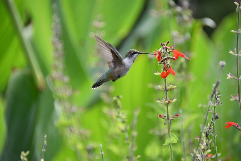 Hummingbird on Red Salvia