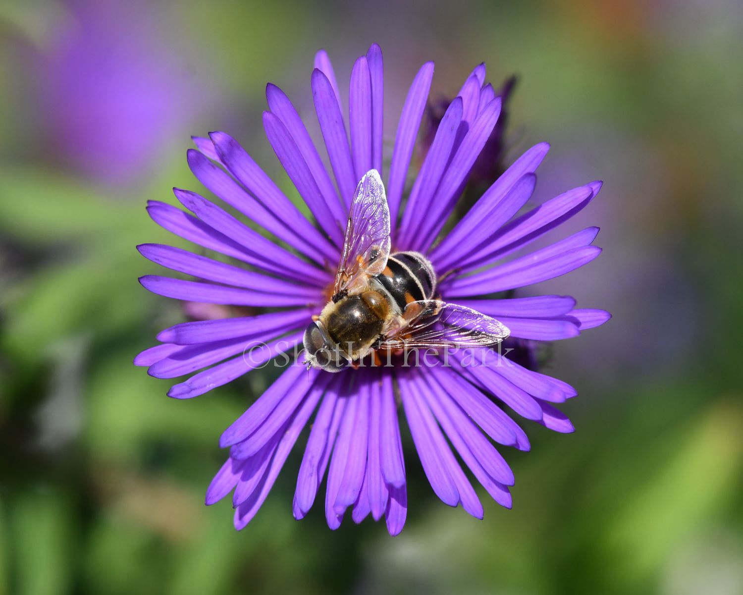 Don&#39;t Worry, Bee Happy