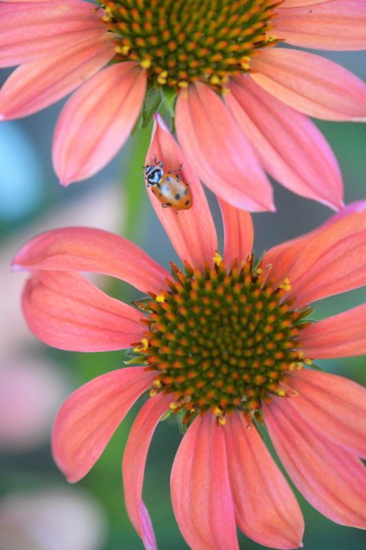 Lucky Ladybug