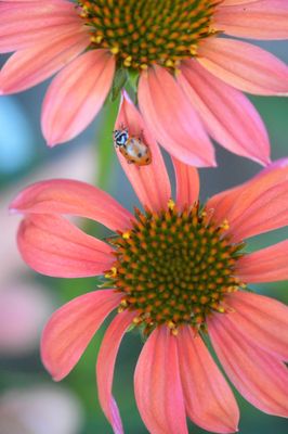 Lucky Ladybug