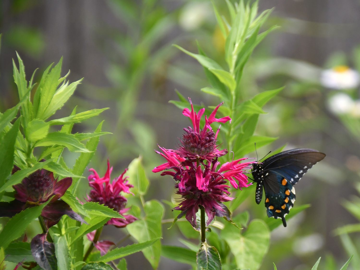 Swallowtail on Bee Balm - Framed Print