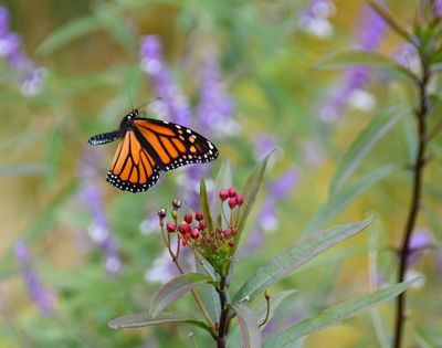 Butterflies