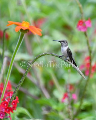 Hummingbirds