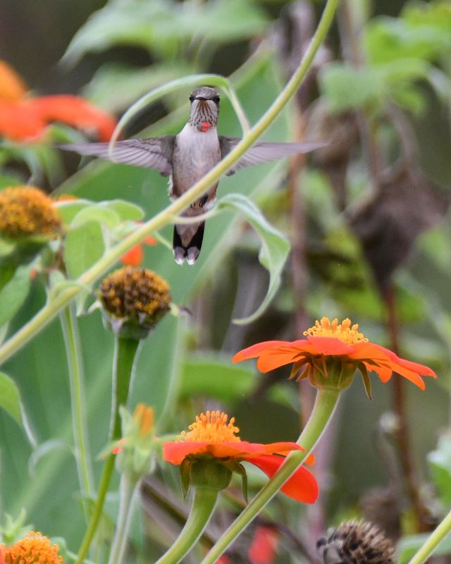 Hummingbird on Tithonia (Metal Print)