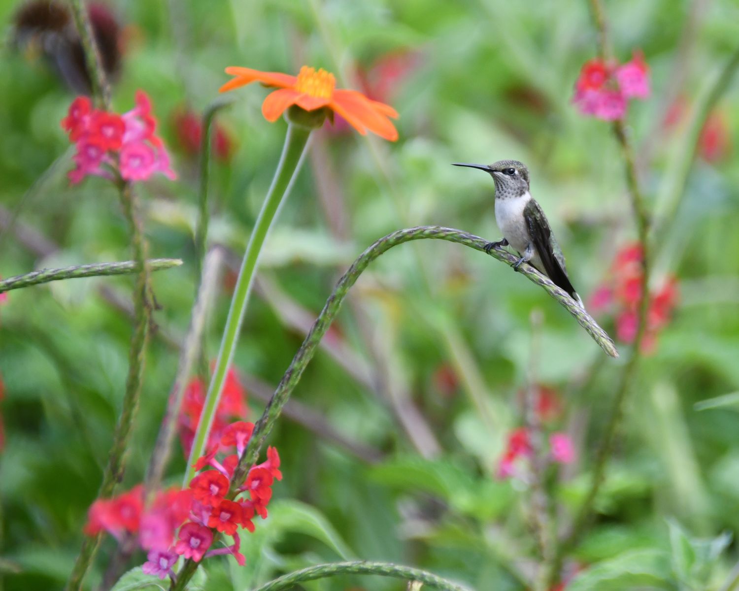Hummingbird on Vervain