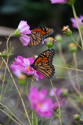Monarchs and More