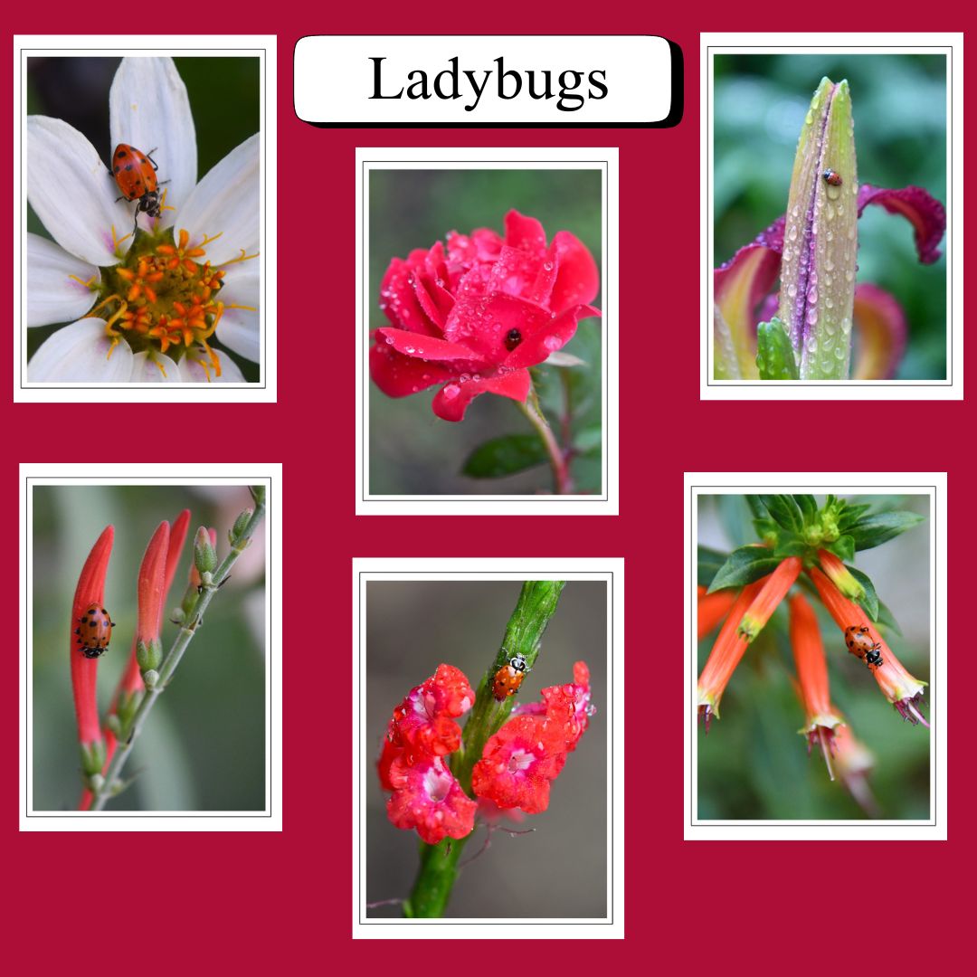 Ladybug Greeting Card Set (6 Pack) – Fine Art Nature Photography Cards | Blank Inside | Handmade Photo Cards + Envelopes