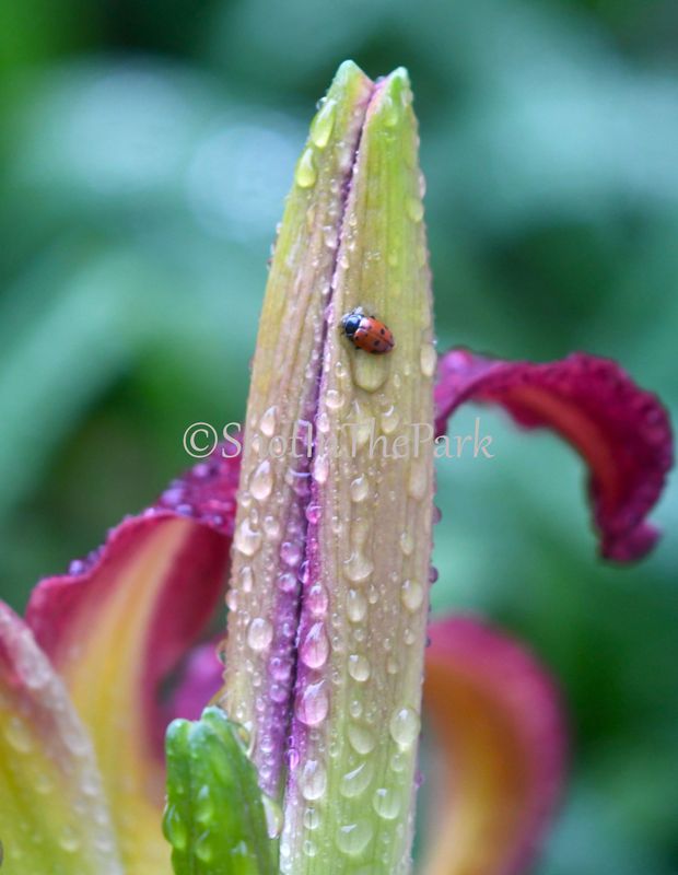Ladybugs and More
