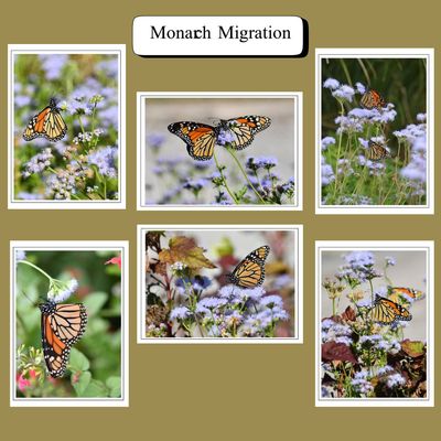 Monarch Butterfly Greeting Card Set – Handmade Fine Art Nature Photography from the Monarch Migration