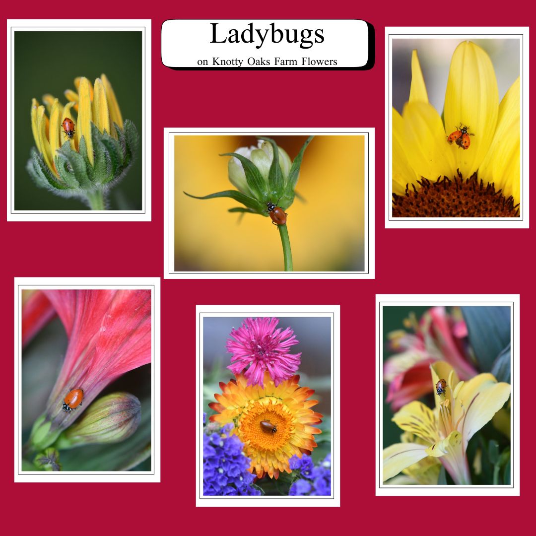 Ladybug Greeting Card Set (6 Pack) – Fine Art Nature Photography Cards | Blank Inside | Handmade Photo Cards + Envelopes