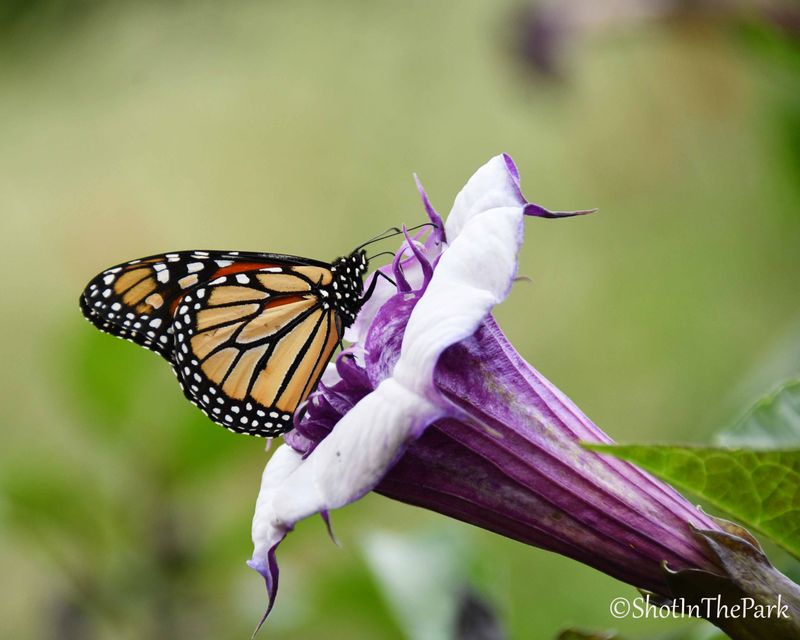 Fine Art Monarch Butterfly Print – Monarch on Devil&#39;s Trumpet