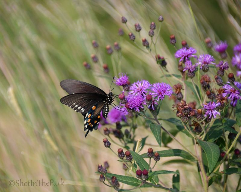 Fine Art Swallowtail Butterfly Print – Pipevine on Ironweed