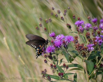 Fine Art Swallowtail Butterfly Print – Pipevine on Ironweed