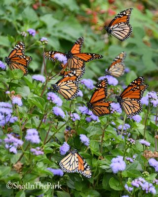 Fine Art Monarch Butterfly Print – Monarchs on Native Mistflower