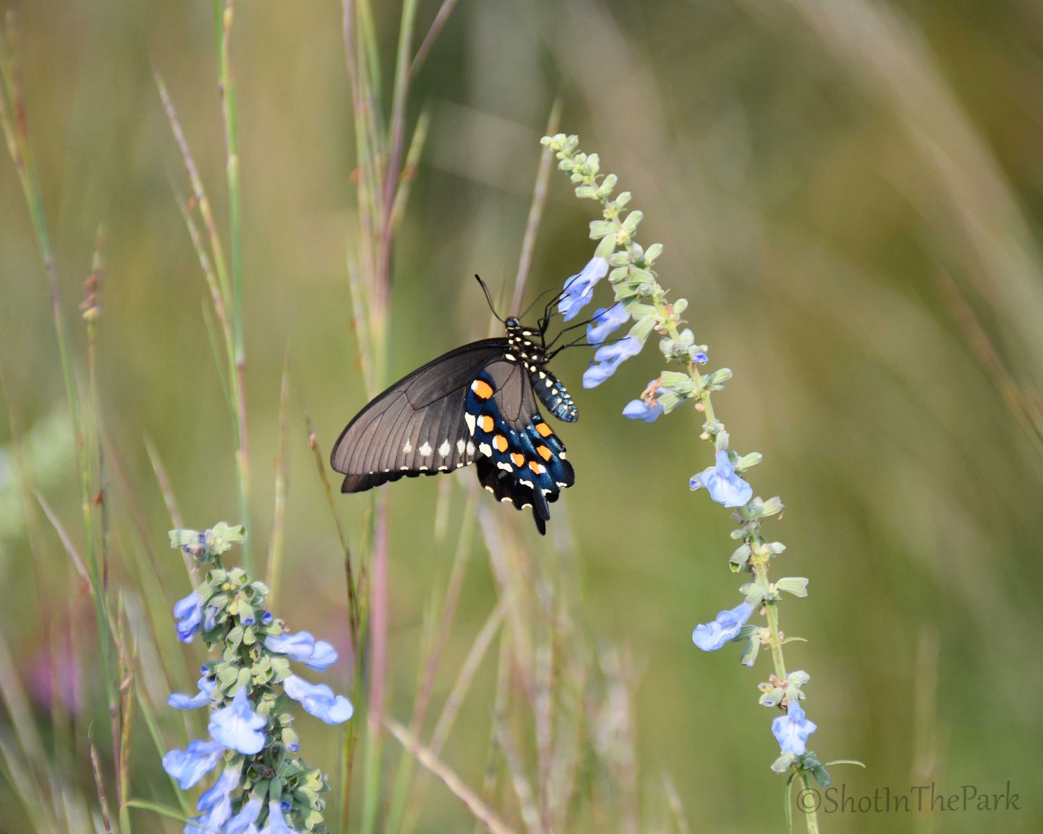 Fine Art Swallowtail Butterfly Print – Pipevine on Blue Sage