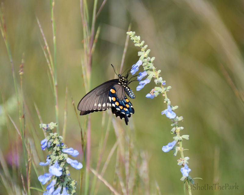 Fine Art Swallowtail Butterfly Print – Pipevine on Blue Sage