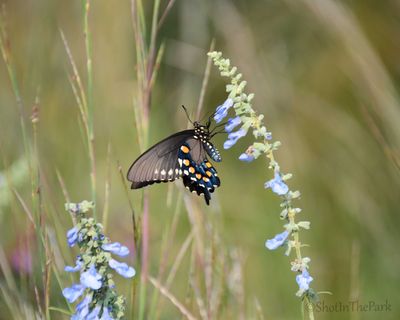 Fine Art Swallowtail Butterfly Print – Pipevine on Blue Sage