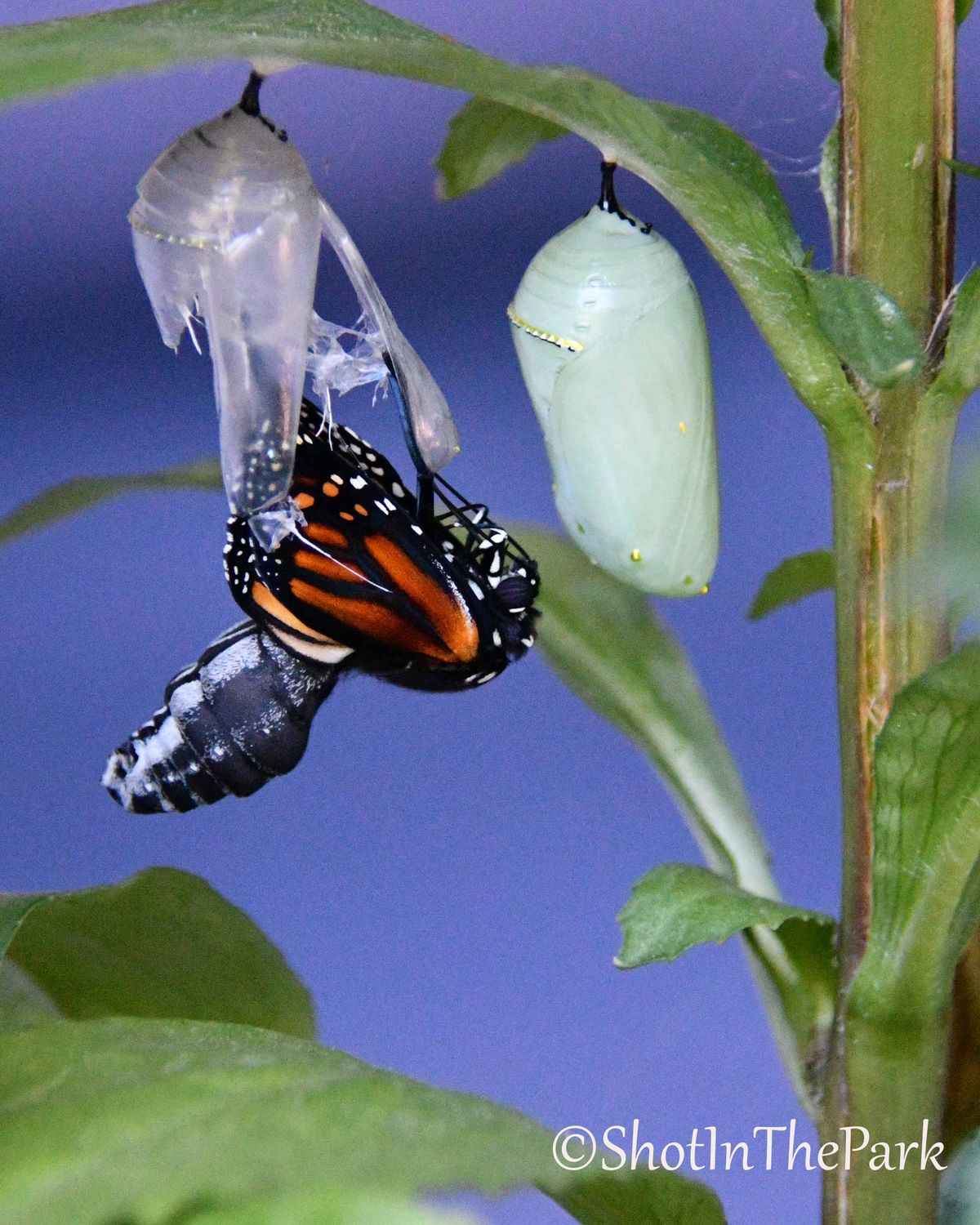 Fine Art Monarch Butterfly Print – Emerging Monarch