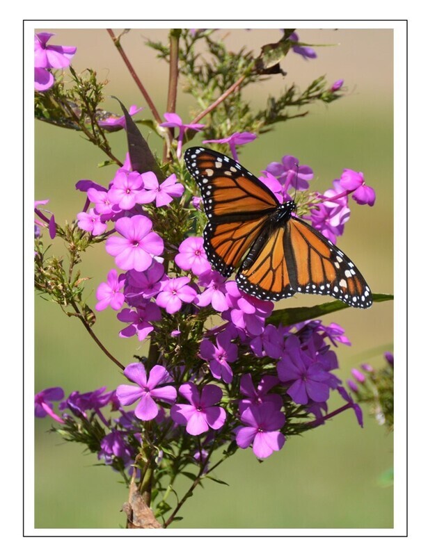Fine Art Blank Inside Photo Note Card Sets