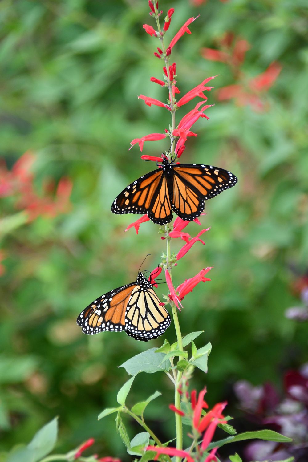 Monarchs on Red Salvia