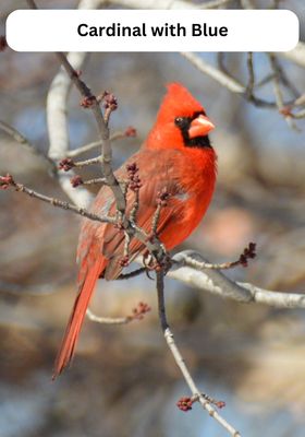 Magnets - Cardinals - 3 Variations