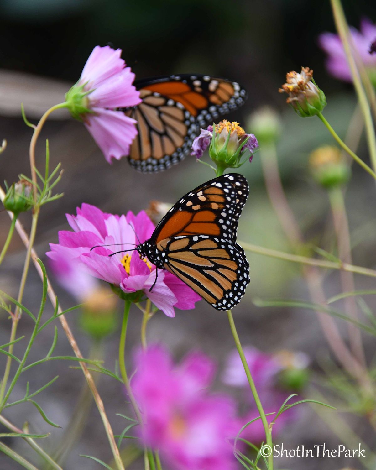 Monarch Butterflies on Cosmos - Fine Art Aluminum Wall Print