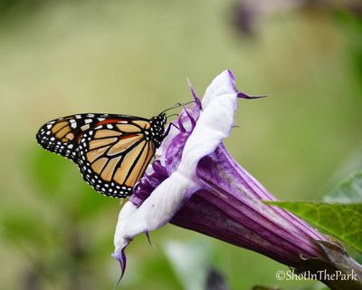 Monarch on Devil's Trumpet - Fine Art Print