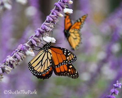 Monarchs Gathering On Mexican Sage