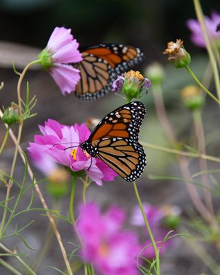 Fine Art Monarch Butterfly Print – Two Monarchs On Cosmos