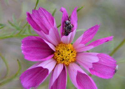 Bee on Pink Cosmos