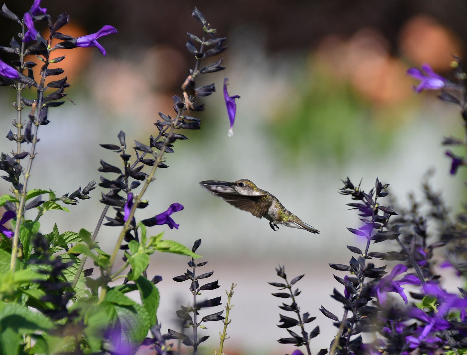 Hummingbird In Air - Fine Art Aluminum Wall Print