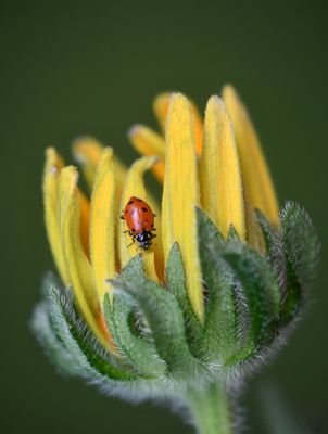 Ladybug on Rudebeckia Bloom