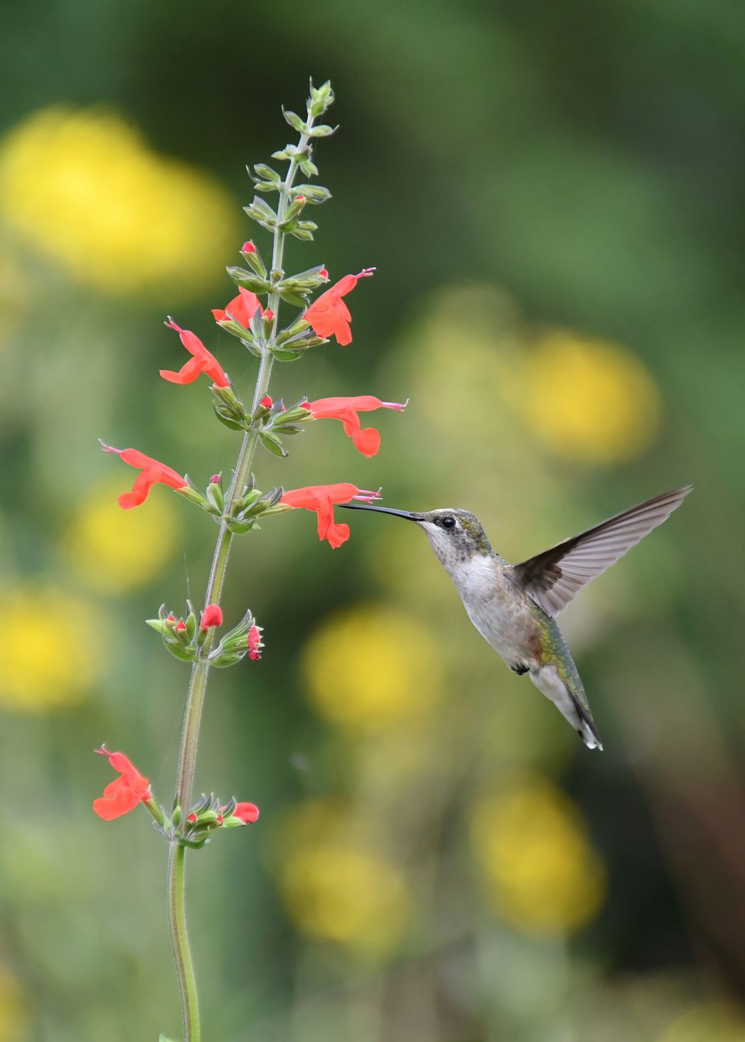 Hummingbird In Air With Salvia - Fine Art Aluminum Wall Print