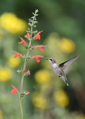 Hummingbird In Air With Salvia - Fine Art Aluminum Wall Print