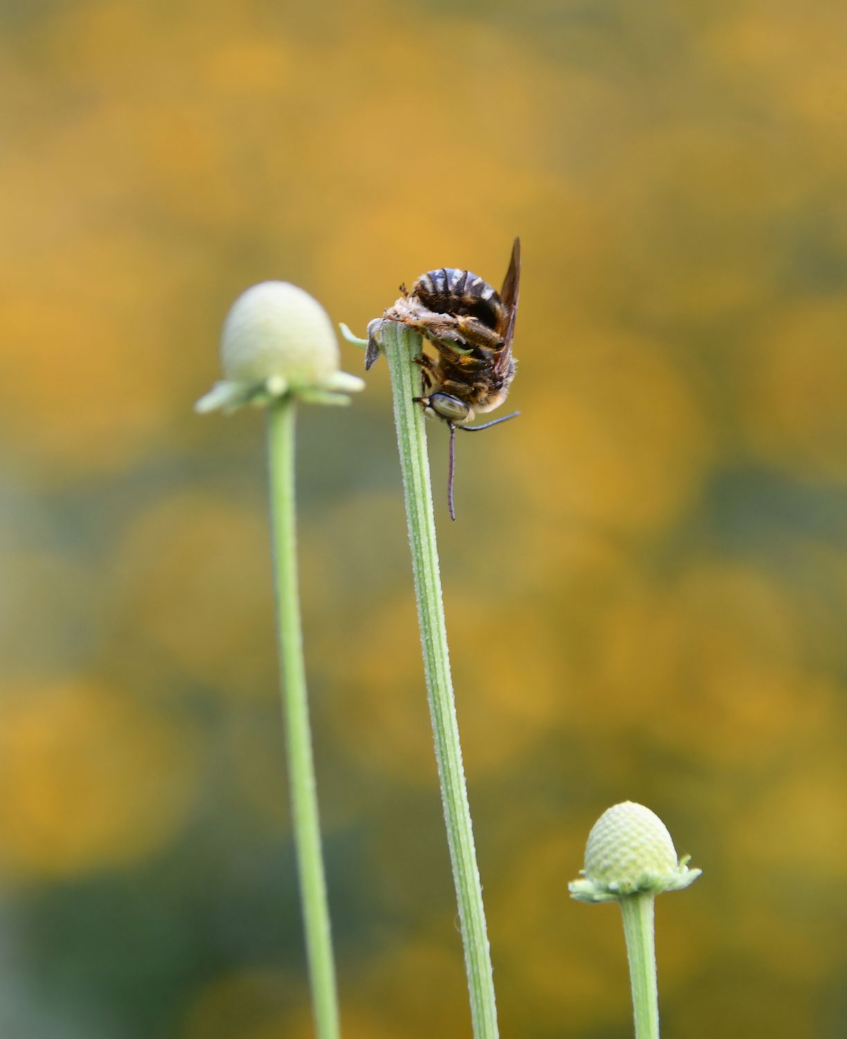 Sleeping Bee