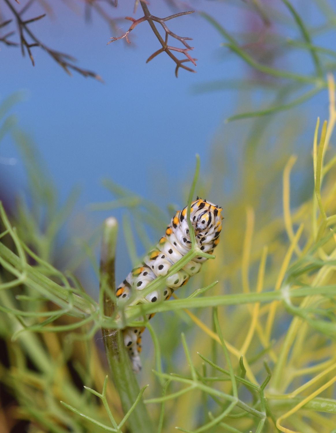 Curious Visitor - Swallowtail Caterpillar Fine Art Print