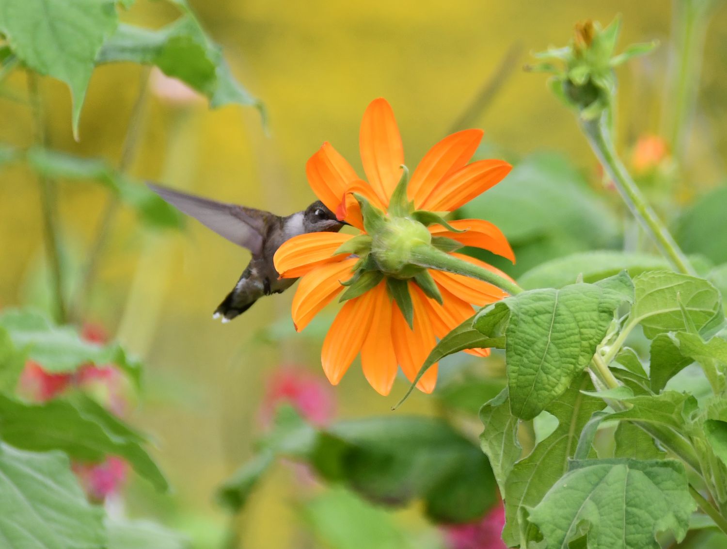 The Golden Hour - Hummingbird Fine Art Print