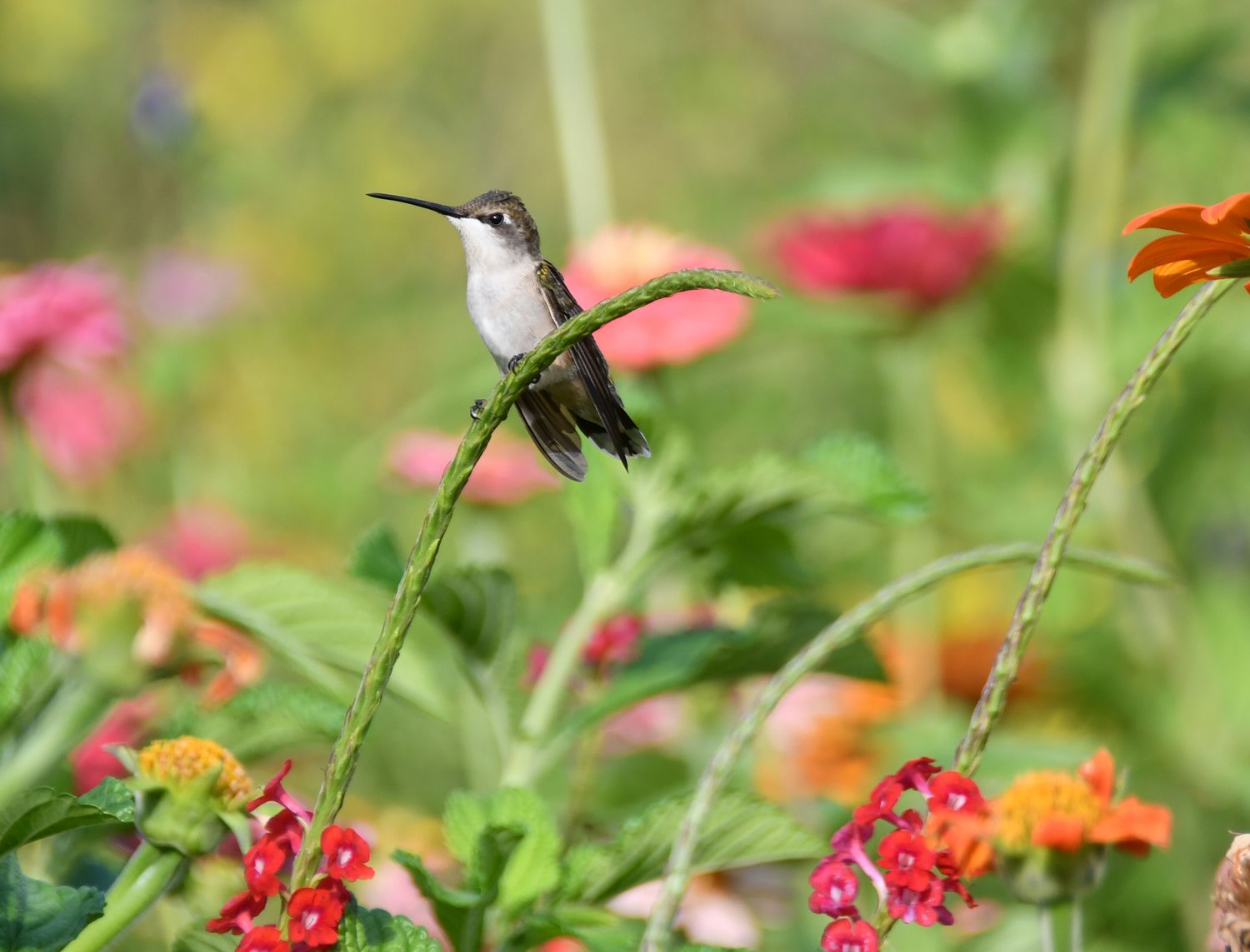 Warrior at Rest - Hummingbird Fine Art Print